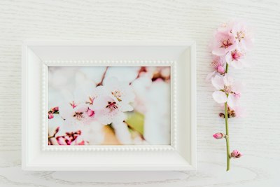 写真立てに入った桜の写真