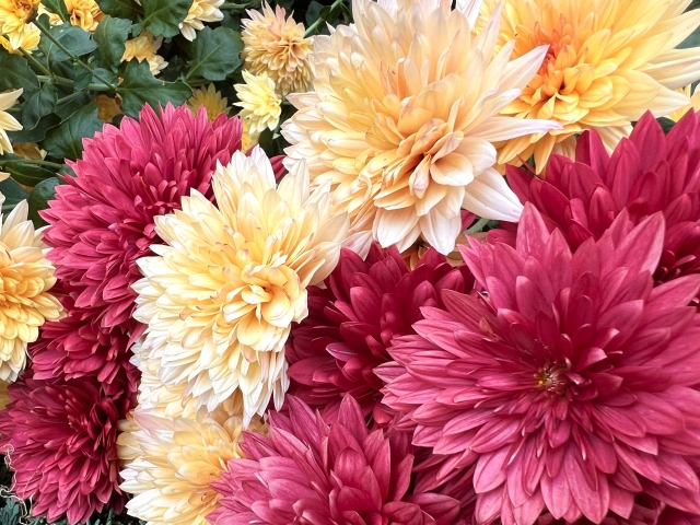 黄色ベージュのお花とワインレッドのお花